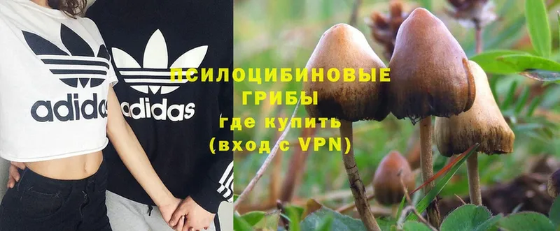 Галлюциногенные грибы Magic Shrooms  Карпинск 